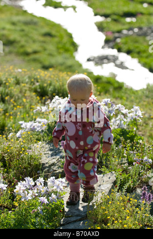 Baby zu Fuß durch Akelei Blumen, San Juan National Forest, Colorado (Hintergrundbeleuchtung). Stockfoto
