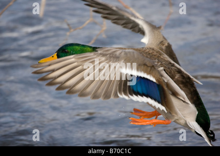 Drake Stockente mit Flügeln eingesetzt, um seine Abstammung zu einer Landung zu verlangsamen. Stockfoto