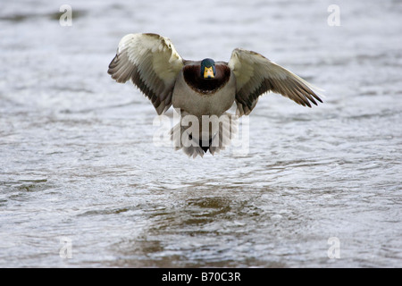 Eine Stockente Drake nähert sich für eine Landung auf dem Wasser. Stockfoto