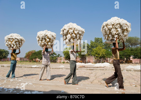 Mahima Entkörnung Fabrik für Fairtrade und Bio-Baumwolle, Arbeiter, Indore, Madhya Pradesh, Indien tragen Rohbaumwolle in Korb Stockfoto
