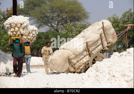 Mahima Entkörnung Fabrik für Fairtrade und Bio-Baumwolle, Arbeiter, Indore, Madhya Pradesh, Indien tragen Rohbaumwolle in Korb Stockfoto