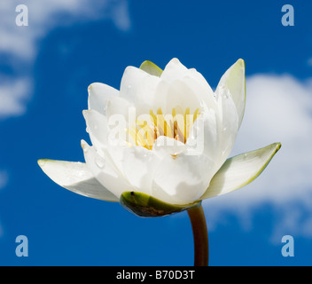 Weiße Seerose über blauen Wolkenhimmel Stockfoto
