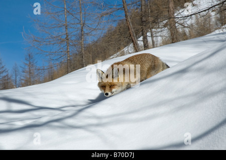 rote Füchse Canidae Säugetier Berg Holz Italien Sommer Frühling Volpe Rossa Vulpes Vulpes Canidi Mammiferi Montagna Parco Naziona Fuchs Stockfoto