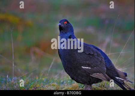 Birkhuhn at Tetrix Lekking Corrimony Schottland Stockfoto