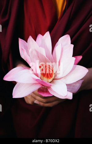Nahaufnahme einer Personen-Hand hält eine Lotusblüte Stockfoto