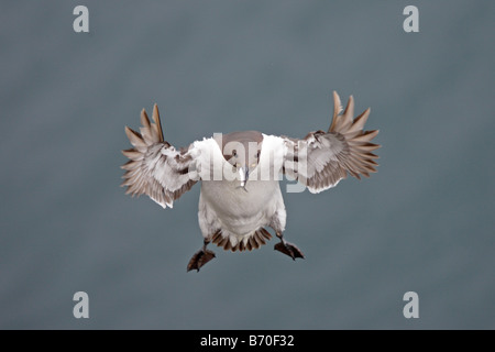 Gemeinsamen Guillemot im Flug Stockfoto