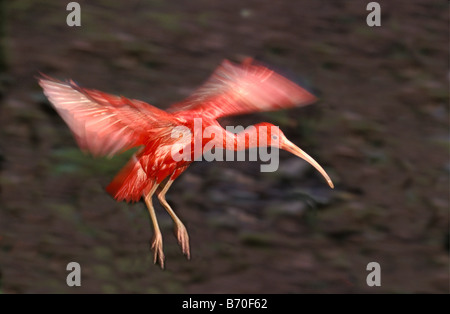 Suriname, Matapica Nationalpark, Scarlet Ibis fliegen (Eudocimus Ruber). Stockfoto