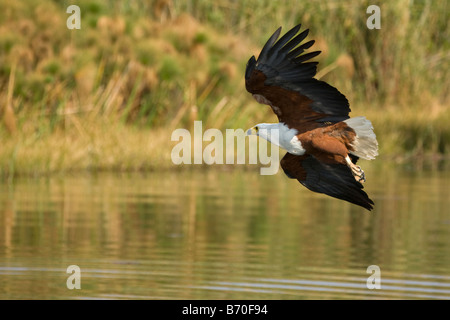 African Fish Eagle ausziehen, Okavango Panhandle, Botswana Stockfoto