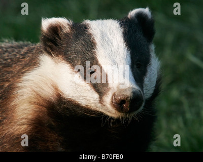 Gefangene Dachs im späten Nachmittag Sonne, British Wildlife Centre, Surrey, UK Stockfoto