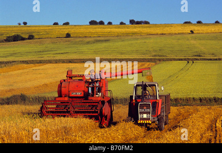 Alten Massey Ferguson 410 kombinieren Mähdrescher und Traktor, Salisbury Plain, Wiltshire, UK. Stockfoto