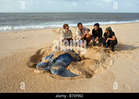 Suriname, Matapica National Park. Lederschildkröte Eiablage. (Dermochelys Coriacea). Lokale Führer erklärt Touristen. Stockfoto