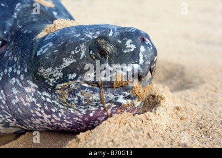 Suriname, Matapica National Park. Lederschildkröte. Nahaufnahme des Kopfes. (Dermochelys Coriacea). Stockfoto