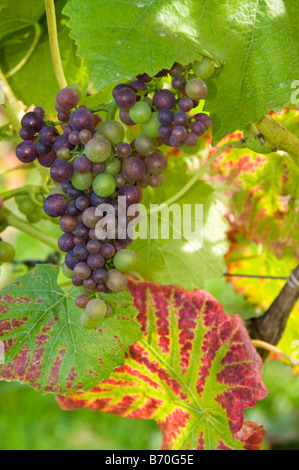 Trauben und Blätter im Herbst Farben, Denbies Weinberg, Dorking, Surrey, UK Stockfoto