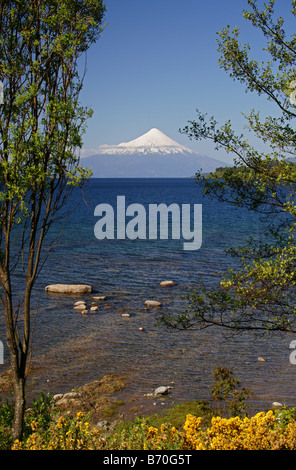 Vulkan Osorno, umrahmt von Bäumen und Ginster von Puerto Varas aus gesehen Stockfoto