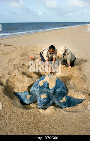 Suriname, Matapica National Park. Lederschildkröte Eiablage. (Dermochelys Coriacea). Lokale Führer erklärt Touristen. Stockfoto