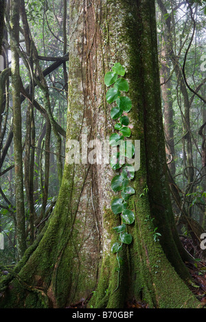 Suriname, Brownsweg, Brownsberg Nationalpark. Blätter am Baum. Stockfoto