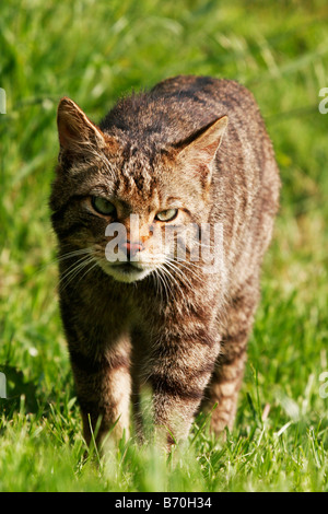 Schottische Wildkatze im britischen Wildlife Centre Stockfoto