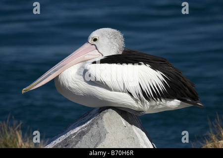 Australischer Pelikan Pelecanus Conspicillatus Schmiede Swansea Kanal New South Wales Australien Stockfoto