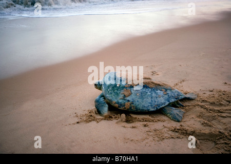 Suriname, Matapica National Park. Suppenschildkröte (Chelonia Mydas) Rückkehr zum Meer nach der Eiablage. Stockfoto