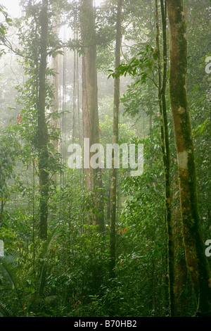 Suriname, Brownsweg, Brownsberg Nationalpark. Bäume im Nebel. Stockfoto