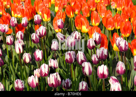 Gärten der Keukenhof in Lisse Niederlande Tulpen Tulipa hybr Stockfoto