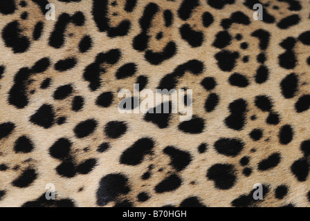 Detailansicht der Jaguar Fellmuster Stockfoto