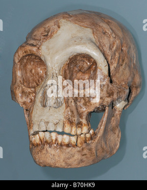 Besetzung der Schädel von Homo Floresiensis Spitznamen Hobbit ist eine möglichen Arten der Gattung Homo Stockfoto