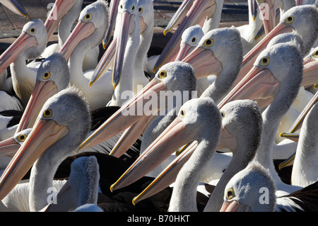 Australische Pelikane Pelecanus Conspicillatus in der Eingang New South Wales Australien Stockfoto