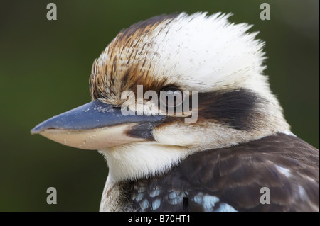 Laughing Kookaburra Dacelo Novaeguineae oder Dacelo Gigas Shelly Beach Port Macquarie New South Wales Australien Stockfoto