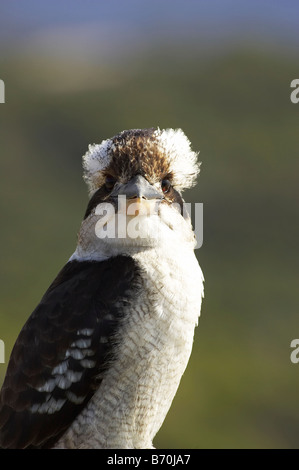Laughing Kookaburra Dacelo Novaeguineae oder Dacelo Gigas Nambucca Heads New South Wales Australien Stockfoto