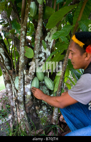 Suriname, Kwamalasamutu, Heimat der eingeborenen Indianer. Trio indische wachsenden Kakao. Stockfoto