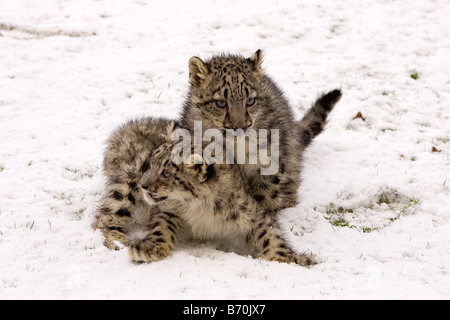 Snow Leopard Cubs Stockfoto