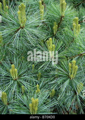 Östliche weiße Kiefer (Pinus Strobus) Laub und Kerzen Stockfoto