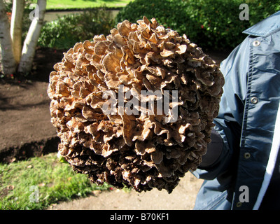 Sparassis Crispa (Blumenkohl Pilz) ist eine Art von Pilzen, die vor kurzem für die Behandlung von Krebs gezeigt hat. Stockfoto