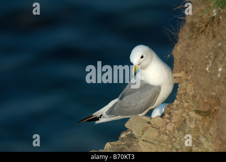 Dreizehenmöwe (Rissa Tridactyla) Stockfoto