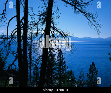 Bäume In der Silhouette entlang den Ufern des Lake Tahoe, Kalifornien, USA Stockfoto