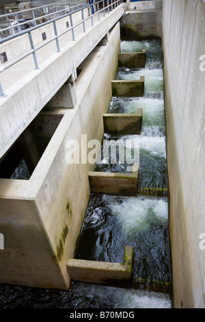 Fischtreppe am Hiran M. Chittenden Locks oder Ballard Locks in Salmon Bay nördlich von Seattle Washington Stockfoto