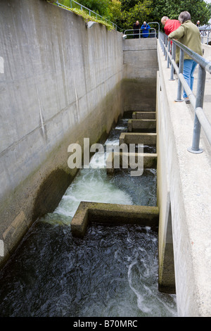 Fischtreppe am Hiran M. Chittenden Locks oder Ballard Locks in Salmon Bay nördlich von Seattle Washington Stockfoto