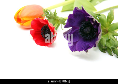 three flowers purple red and orange isolated on white background Stockfoto