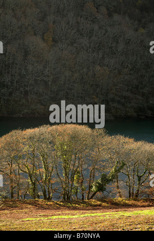 Trenant Holz Blick auf Fluß Looe cornwall Stockfoto