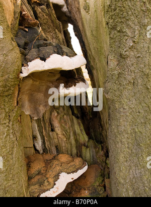 Große weiße Pilze wachsen auf alten Baumstumpf Stockfoto