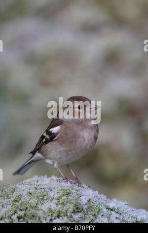 BUCHFINK Fringilla Coelebs weibliche SITZSTANGEN ON Schnee bedeckt stumpf Stockfoto