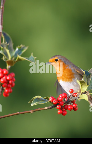 ROBIN Erithacus Rubecula SITZSTANGEN AMONGST HOLLY Beeren Stockfoto