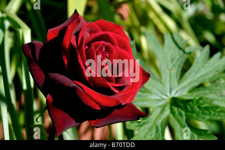 Hybrid Teerose tiefes Geheimnis in Blüte in eine Stadt-Cottage-Garten. Stockfoto