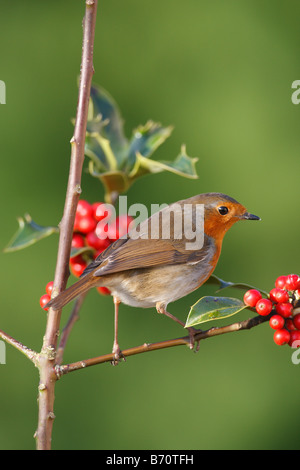 ROBIN Erithacus Rubecula SITZSTANGEN AMONGST HOLLY Beeren Stockfoto