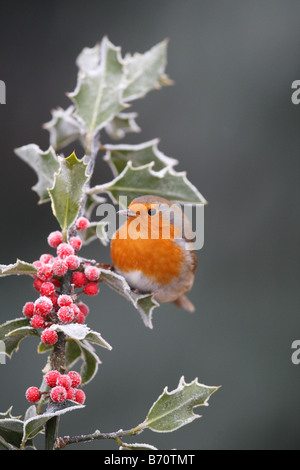 ROBIN Erithacus Rubecula SITZSTANGEN AMONGST FROSTED HOLLY Beeren Stockfoto