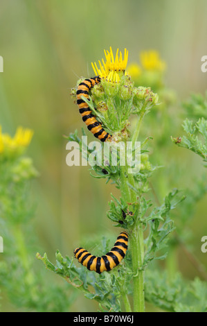 Zinnober Raupen auf Kreuzkraut Stockfoto