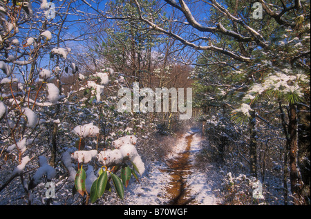 Appalachian Trail, Sägewerk Ridge, Shenandoah-Nationalpark, Virginia, USA Stockfoto