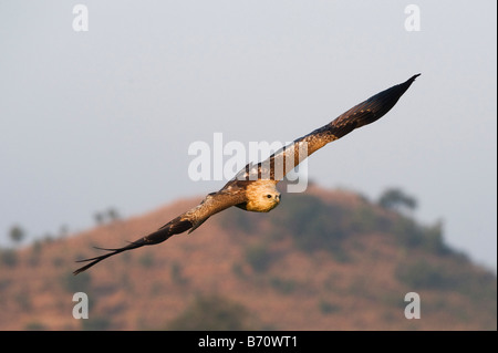 Haliastur indus. junge Brahminy Kite fliegen vor einem blauen Himmel in der indischen Landschaft. Andhra Pradesh, Indien Stockfoto