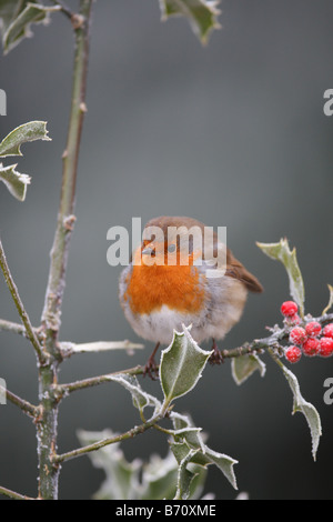 ROBIN Erithacus Rubecula SITZSTANGEN AMONGST FROSTED HOLLY Beeren Stockfoto